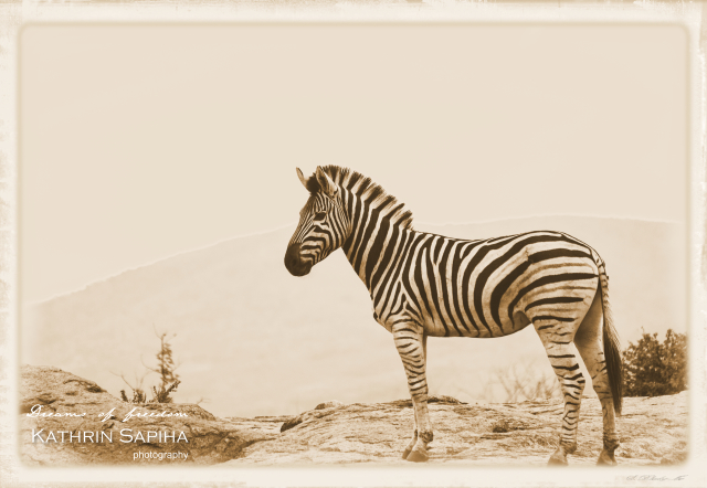 Zebra - South Africa