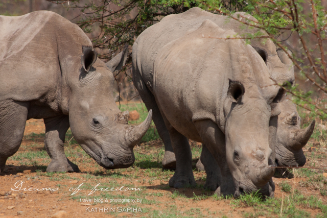 White Rhinos - South Africa - #JustOneRhino