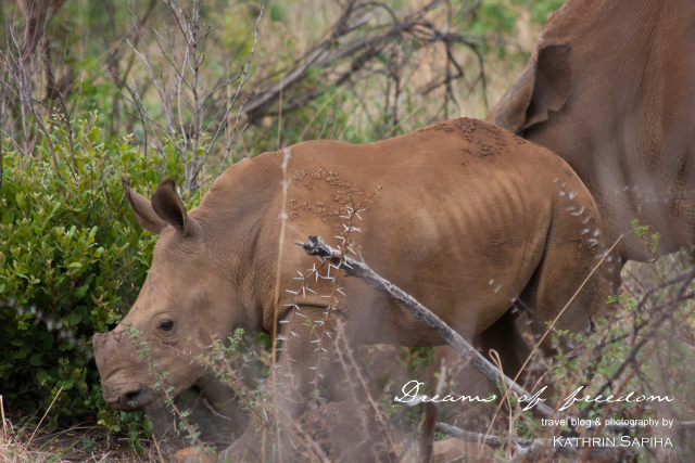 White Rhino Baby - South Africa - #JustOneRhino
